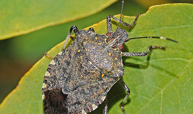 Bartınlılar dikkat!