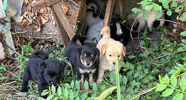 Köpekleri sokağa attılar!