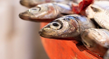  Vatandaş hamsiye yöneldi