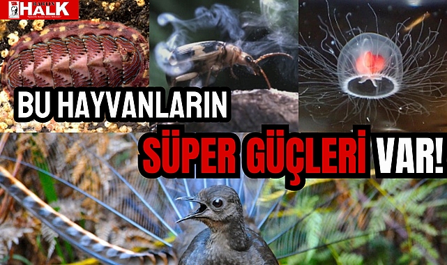 BU HAYVANLARIN SÜPER GÜÇLERİ VAR!