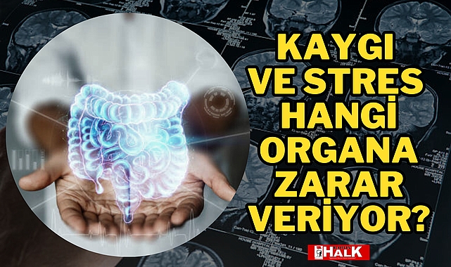 KAYGI VE STRES HANGİ ORGANA ZARAR VERİYOR?