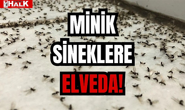 MİNİK SİNEKLERE ELVEDA!