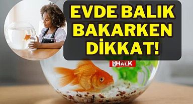 EVDE BALIK BAKARKEN DİKKAT!