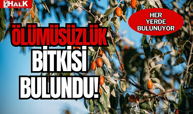 ÖLÜMÜSÜZLÜK BİTKİSİ BULUNDU!