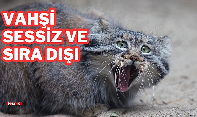 Vahşi, Sessiz, Sıradışı