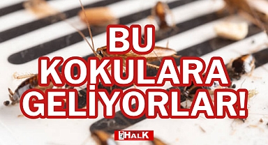 BU KOKULARA GELİYORLAR!