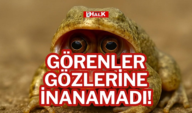 Görenler Gözlerine İnanamadı!