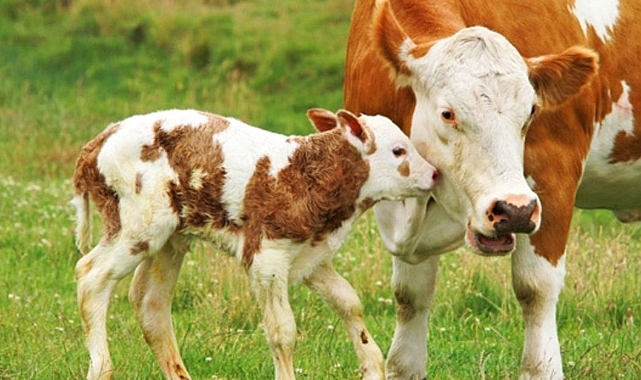 2.Dönem Buzağı Destekleme başvuruları başladı