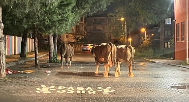 Başıboş inekler bu kez Güzel Sanatlar Lisesi önünde