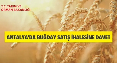 Buğday satışı yapılacak