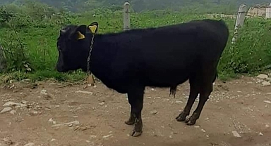 Bulana, 1 bakraç yoğurt 1 bidon süt