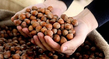 Fındık Bakım Paketi başvuruları başladı