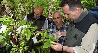Kurucaşile'de kestane gal arısı ile mücadele başladı