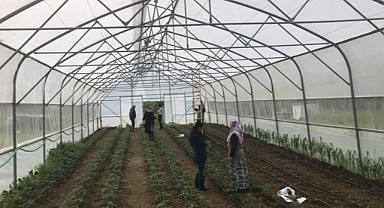 Seralarda ikinci ürün dikimi yapıldı