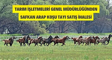 TİGEM'den Arap Koşu Tayı Satış İhalesi