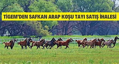 TİGEM'den Arap Koşu Tayı Satış İhalesi