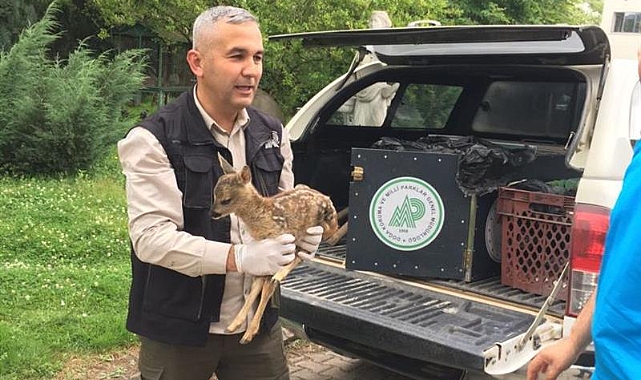 Yavru Karaca Emin ellerde