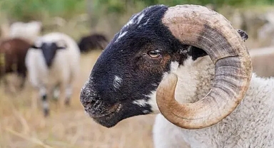Yolcu kurban kesebilir mi?