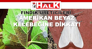 Fındıkçıların Korkulu Rüyası