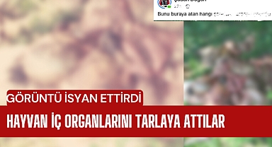 Kesilen Kurbanların iç organlarını tarlaya attılar