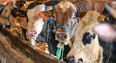Kurban kesim yerleri başvurular başladı