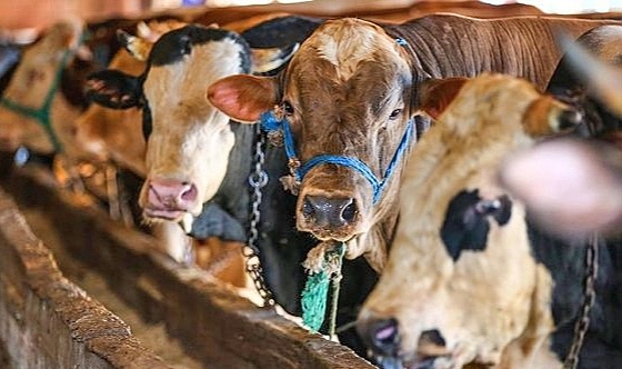 Kurban kesim yerleri başvurular başladı