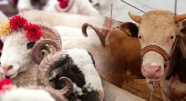 Müftülük Kurban Bayramı öncesi soruları cevaplıyor