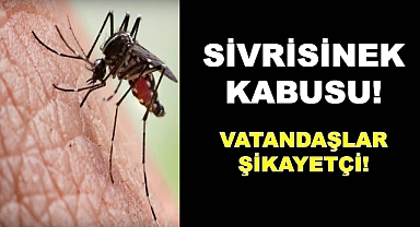 Bartınlı Vatandaşlar, Sivrisinek İstilasından Şikayetçi