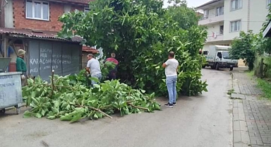 Belediye ekipleri yıkılan ağacı kaldırdı