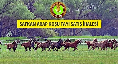 TİGEM'den Arap Koşu Tayı Satış İhalesi