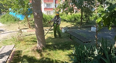 Yabani otlar temizleniyor