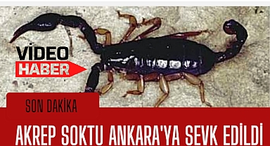 Yaşlı adamı akrep soktu, Ankara'ya sevk edildi