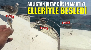 Açlıktan bitap düşen martıyı elleriyle besledi.