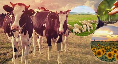 Ödemeler hesaplara geçti