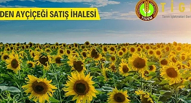 TİGEM'den ayçiçeği satış ihalesi