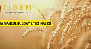 TİGEM'den buğday satış ihalesi