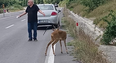 Yavru Karaca Araca çarptı