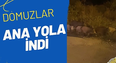 Bartın'da domuzlar ana yola indi