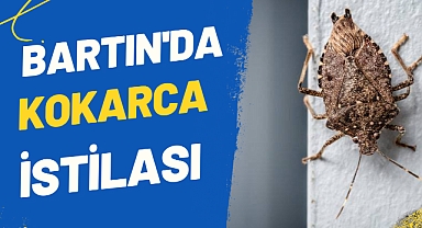 Bartın'da kokarca istilası!