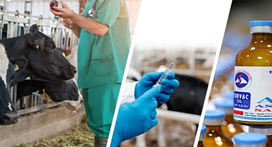 Şapla mücadele başladı