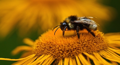 Bartın’da Tozlaştırıcı türler korunacak