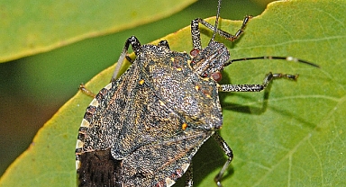 Bartınlılar dikkat!