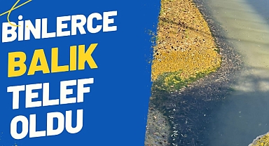 Binlerce balık telef oldu