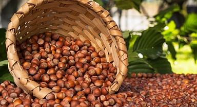 Fındık alımları başladı