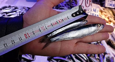 Hamsi avcılığı durdurulmalı!