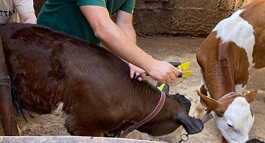 Hayvanlar ihmal edilmiyor