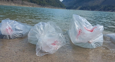 85 bin adet sazan yavrusu bırakıldı