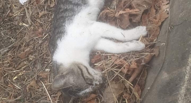 Kumluca’da kedi ve köpekler aşırı hız kurbanı