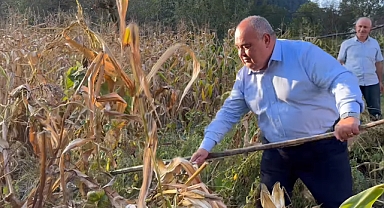 Milletvekili Aldatmaz, mısır biçti