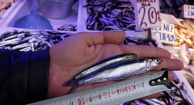 Müdürlükten balıklarda ‘boy’ uyarısı!